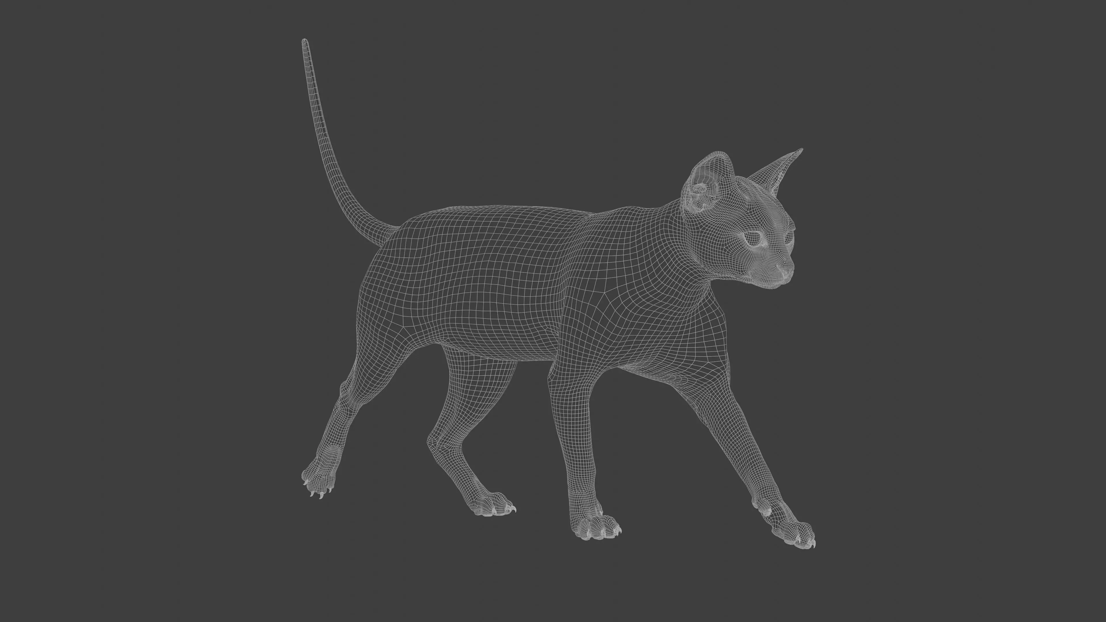 grey Tabby cat Low-poly 3D model_12