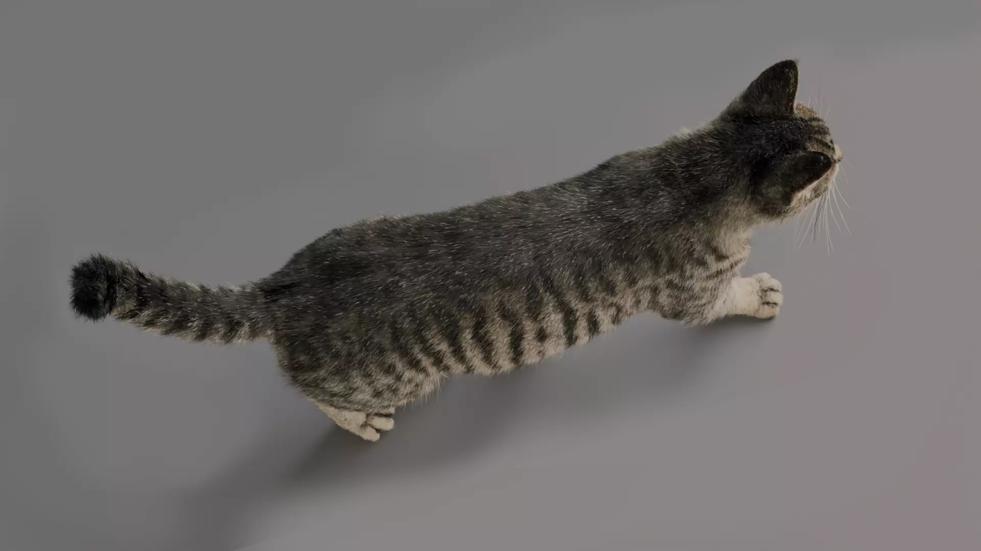 grey Tabby cat Low-poly 3D model_2