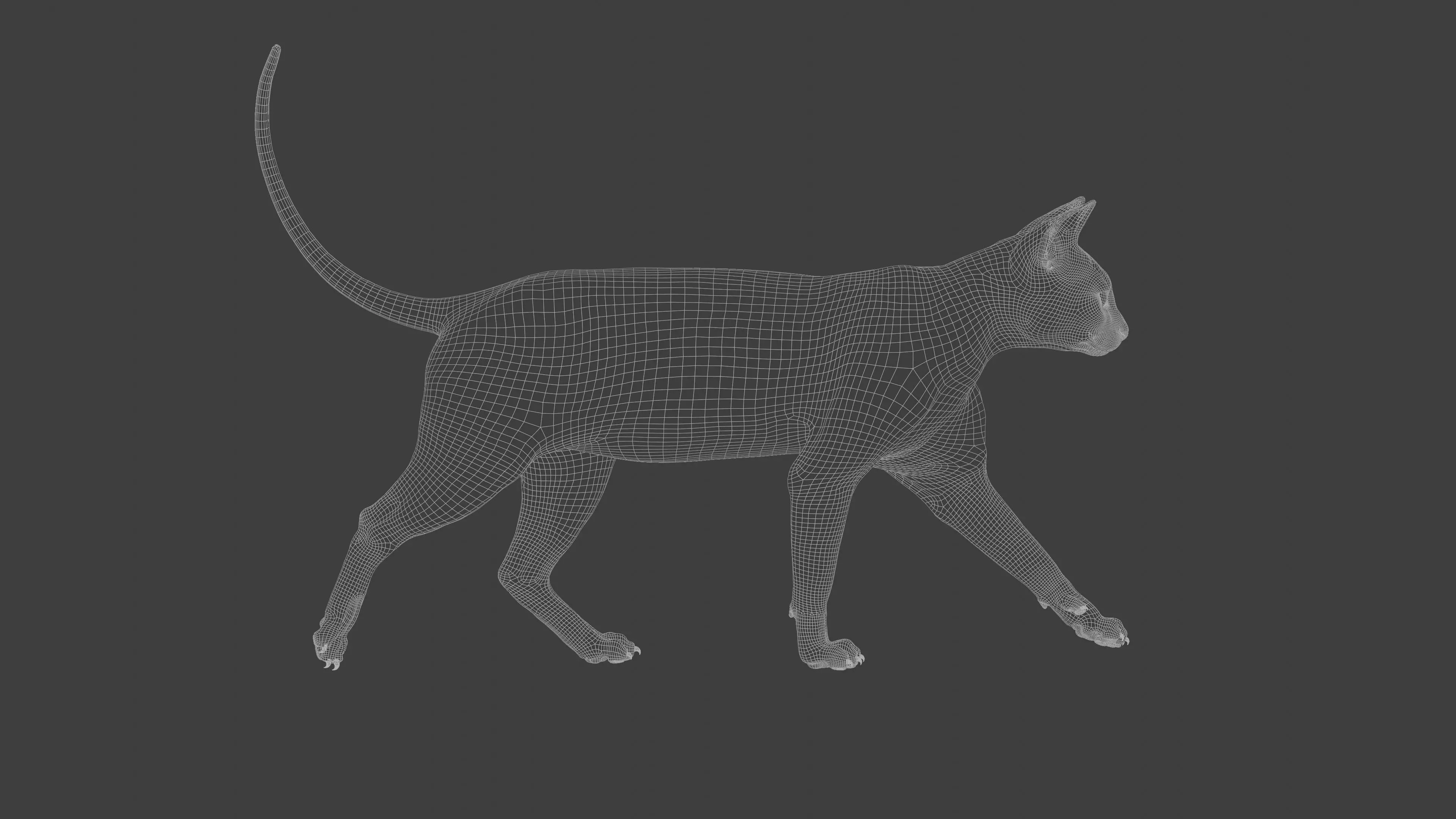 grey Tabby cat Low-poly 3D model_13