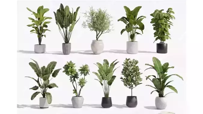 Diverse combinations of potted plants and plants 3D model Diverse combinations of potted plants and plants 3D model