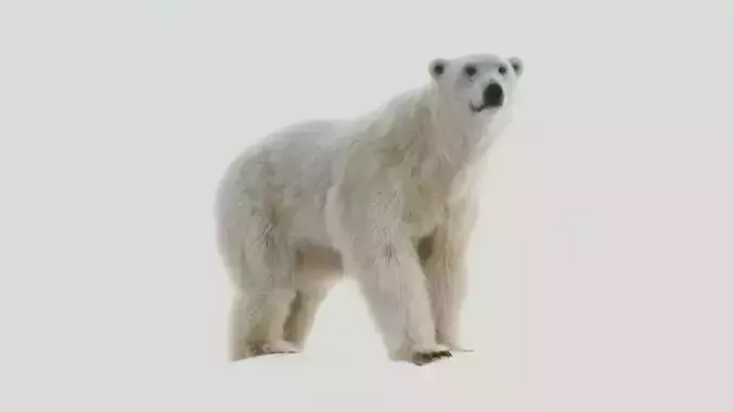 Polar bear Low-poly 3D model