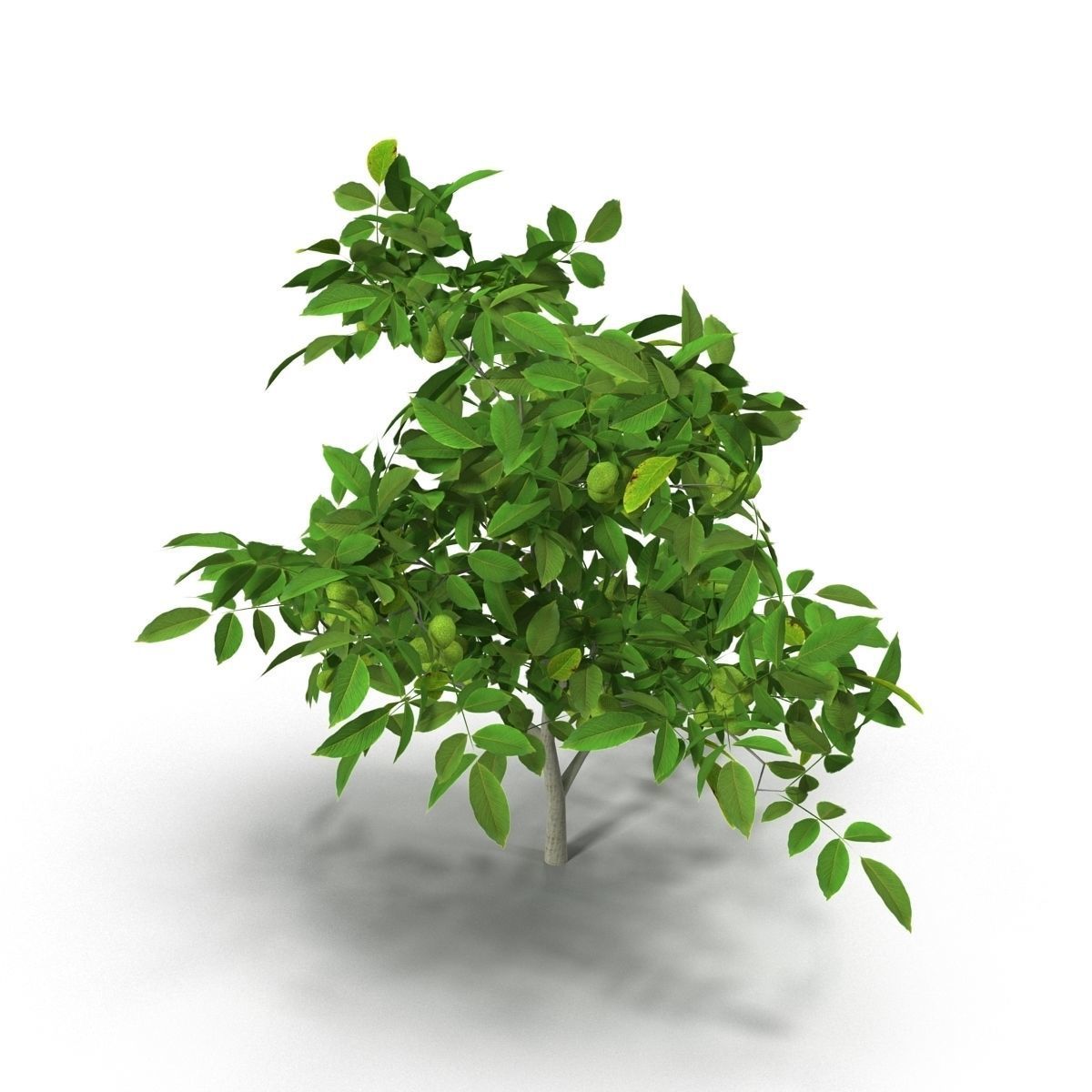 Walnut tree 3D model_6