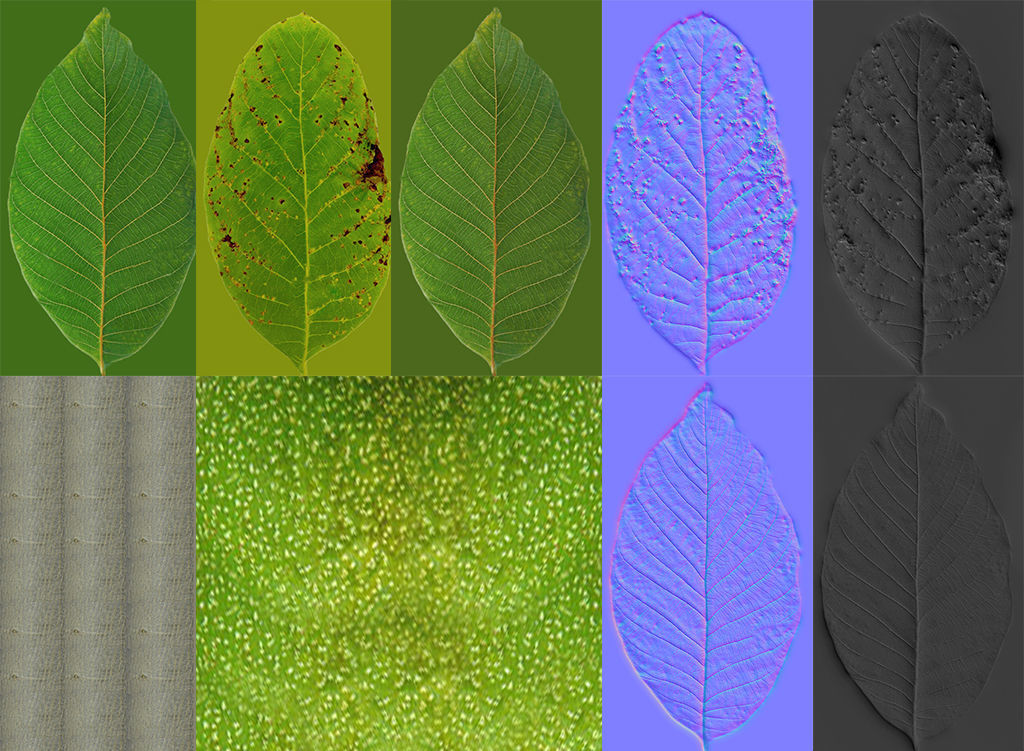 Walnut tree 3D model_1