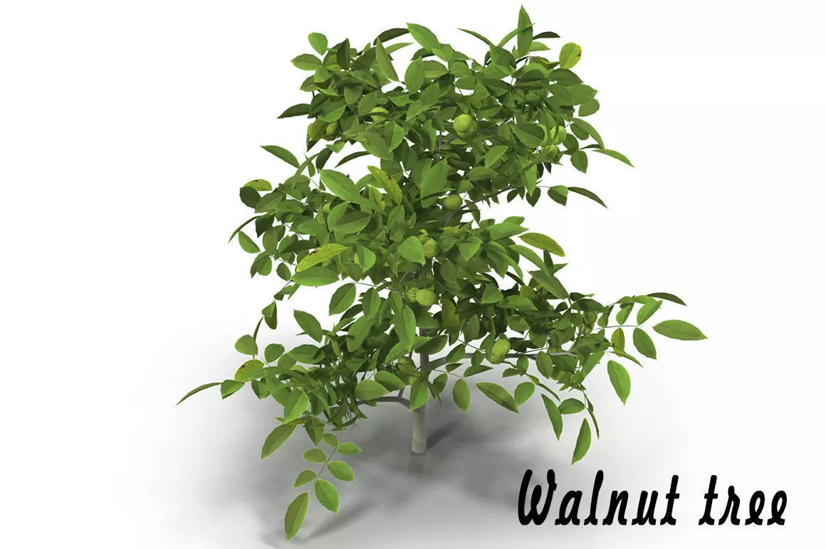 Walnut tree 3D model_0