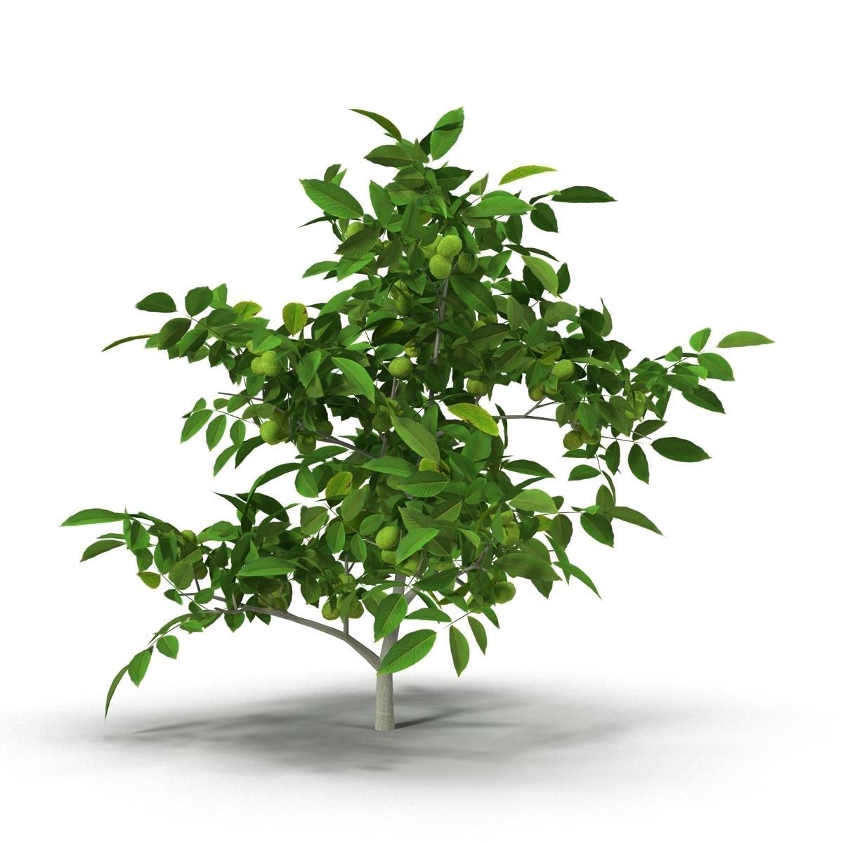 Walnut tree 3D model_2