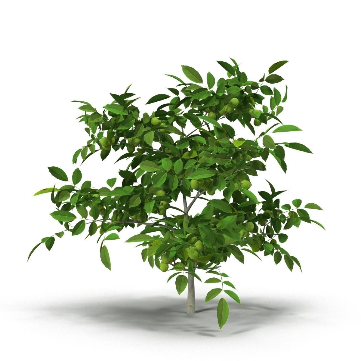 Walnut tree 3D model_4