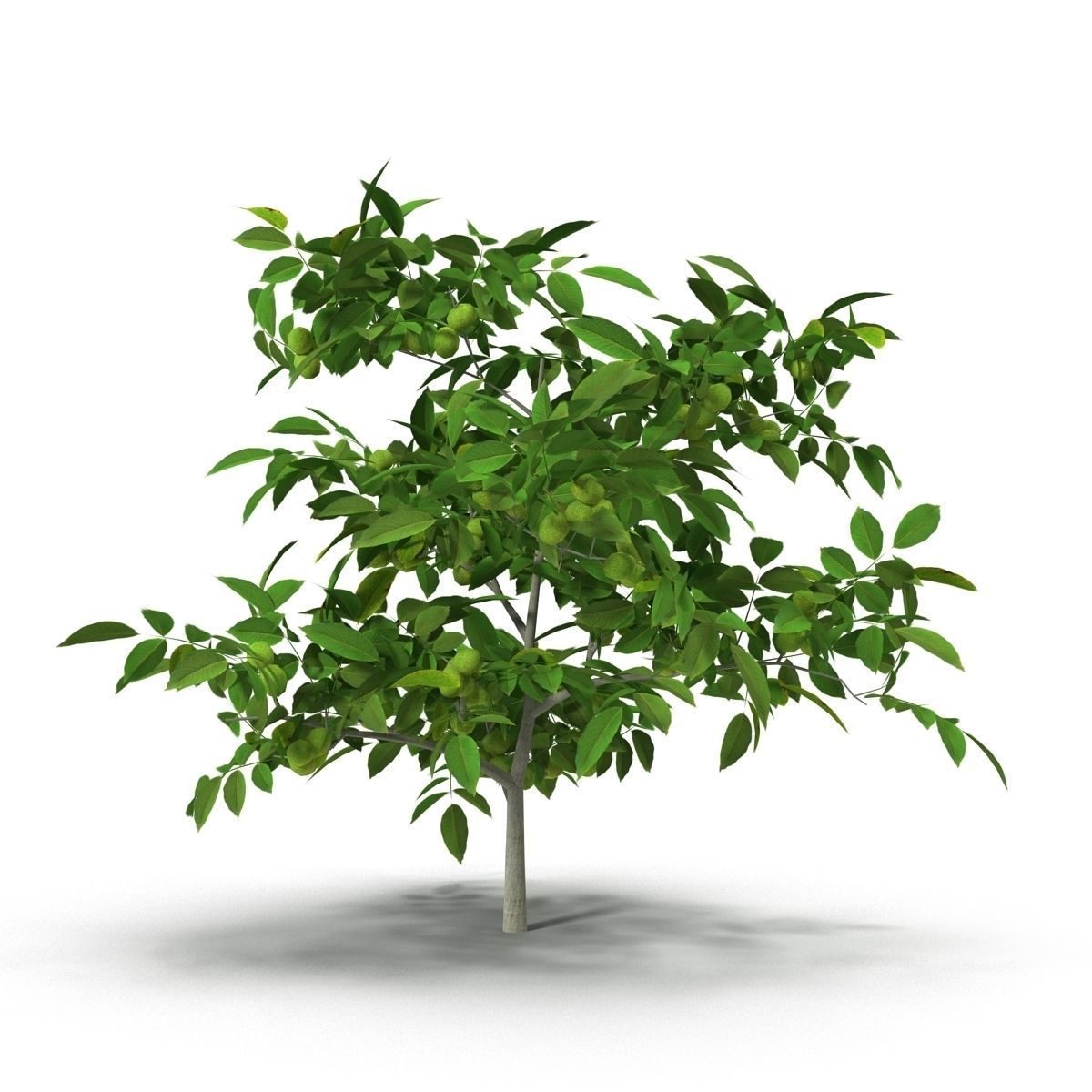 Walnut tree 3D model_5