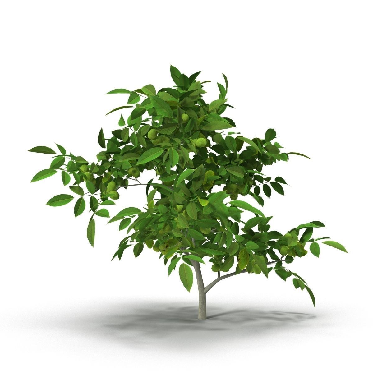 Walnut tree 3D model_7