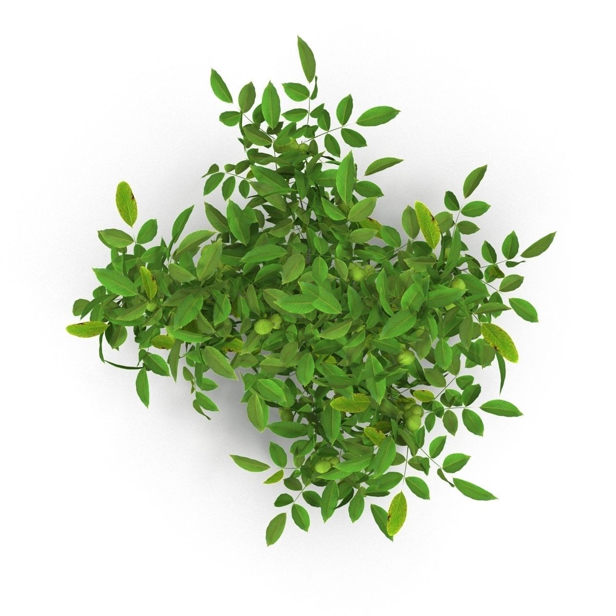 Walnut tree 3D model_10