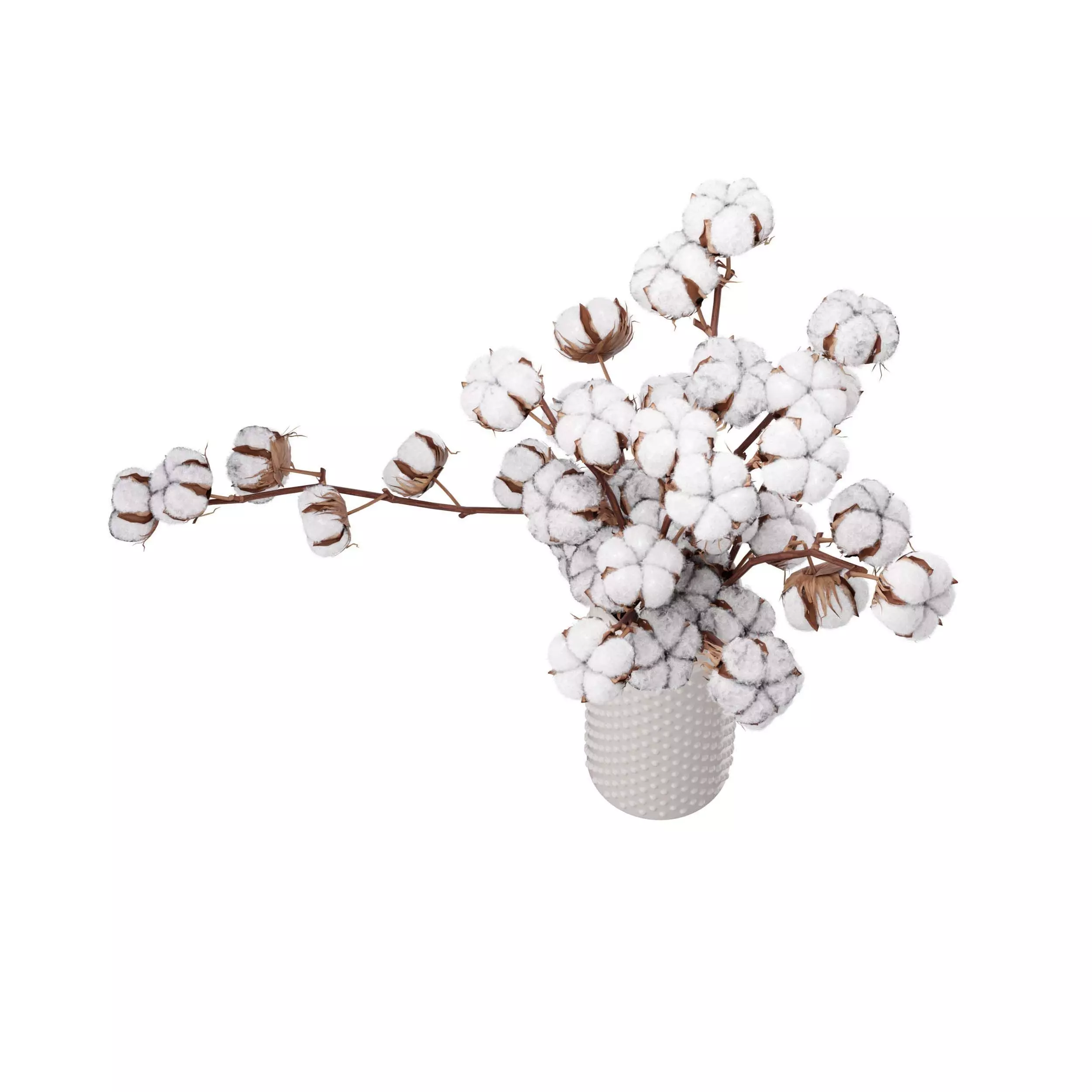 Cotton Plant 3D model_4