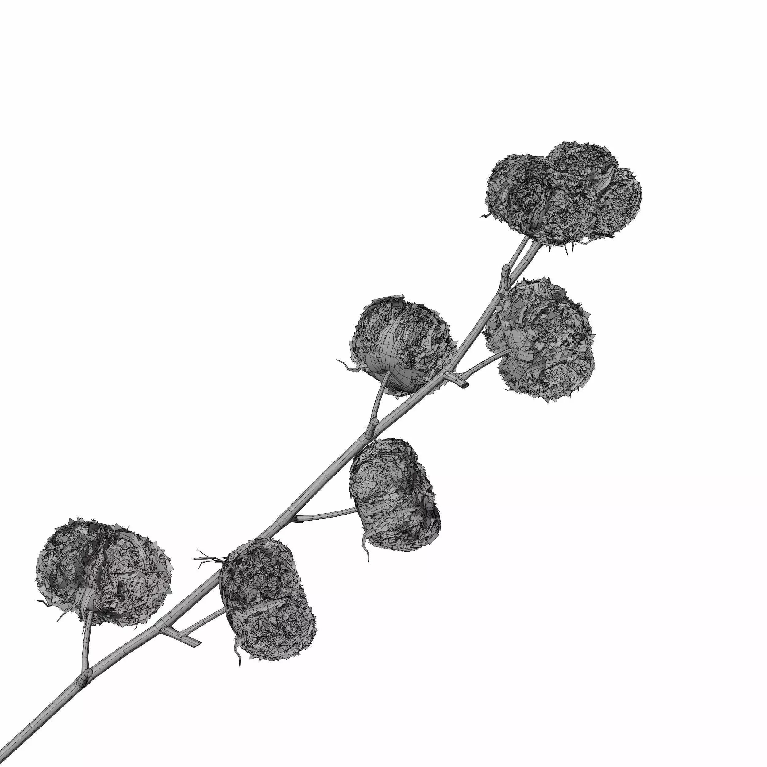 Cotton Plant 3D model_8