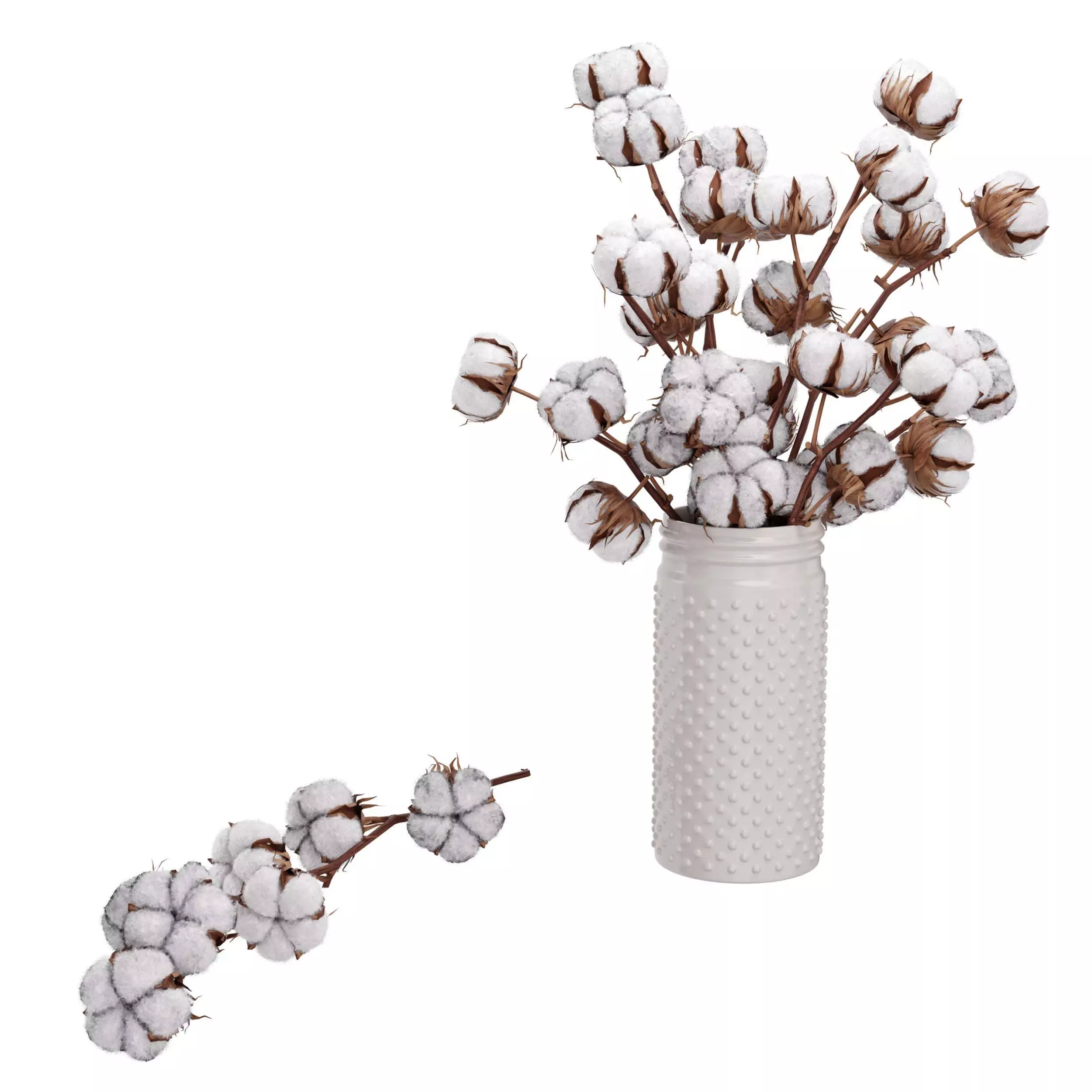 Cotton Plant 3D model_0