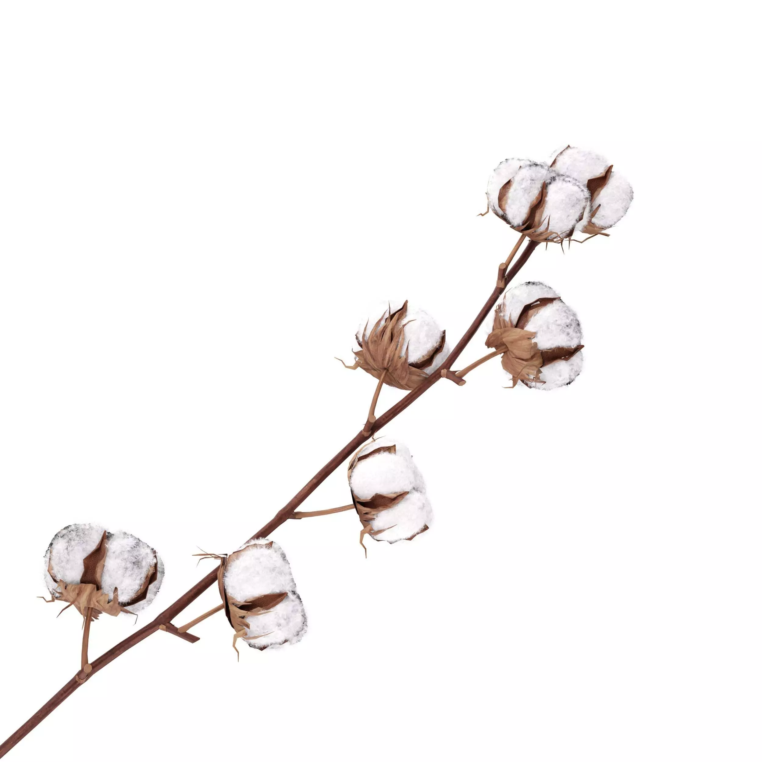 Cotton Plant 3D model_2
