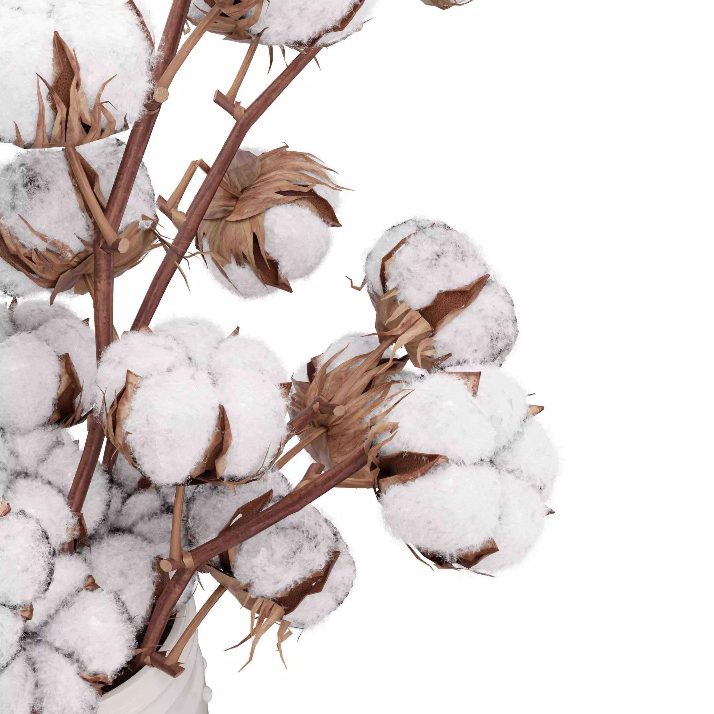 Cotton Plant 3D model_3