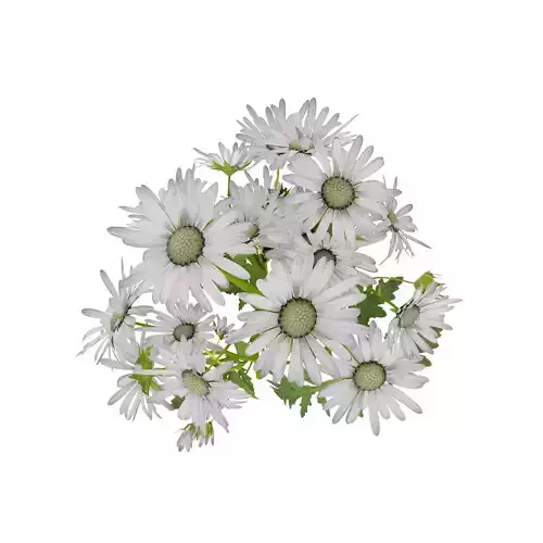 Marguerite daisy