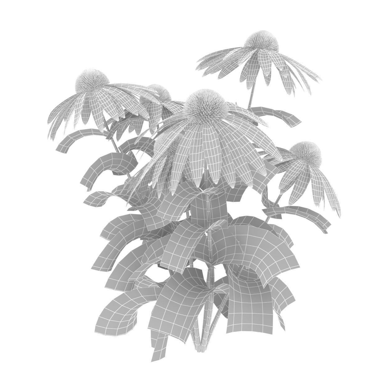 Echinacea flowers 3D model_9