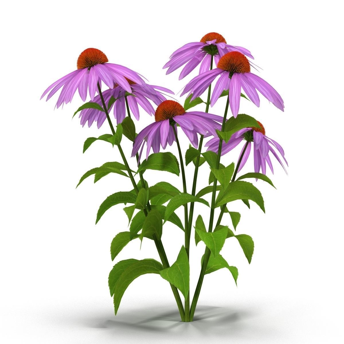 Echinacea flowers 3D model_6