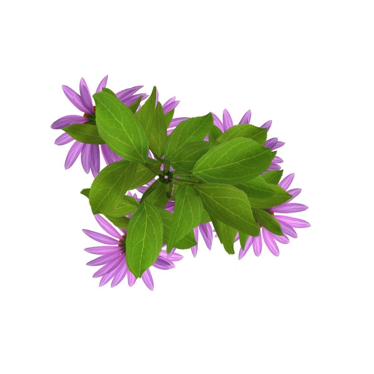 Echinacea flowers 3D model_2