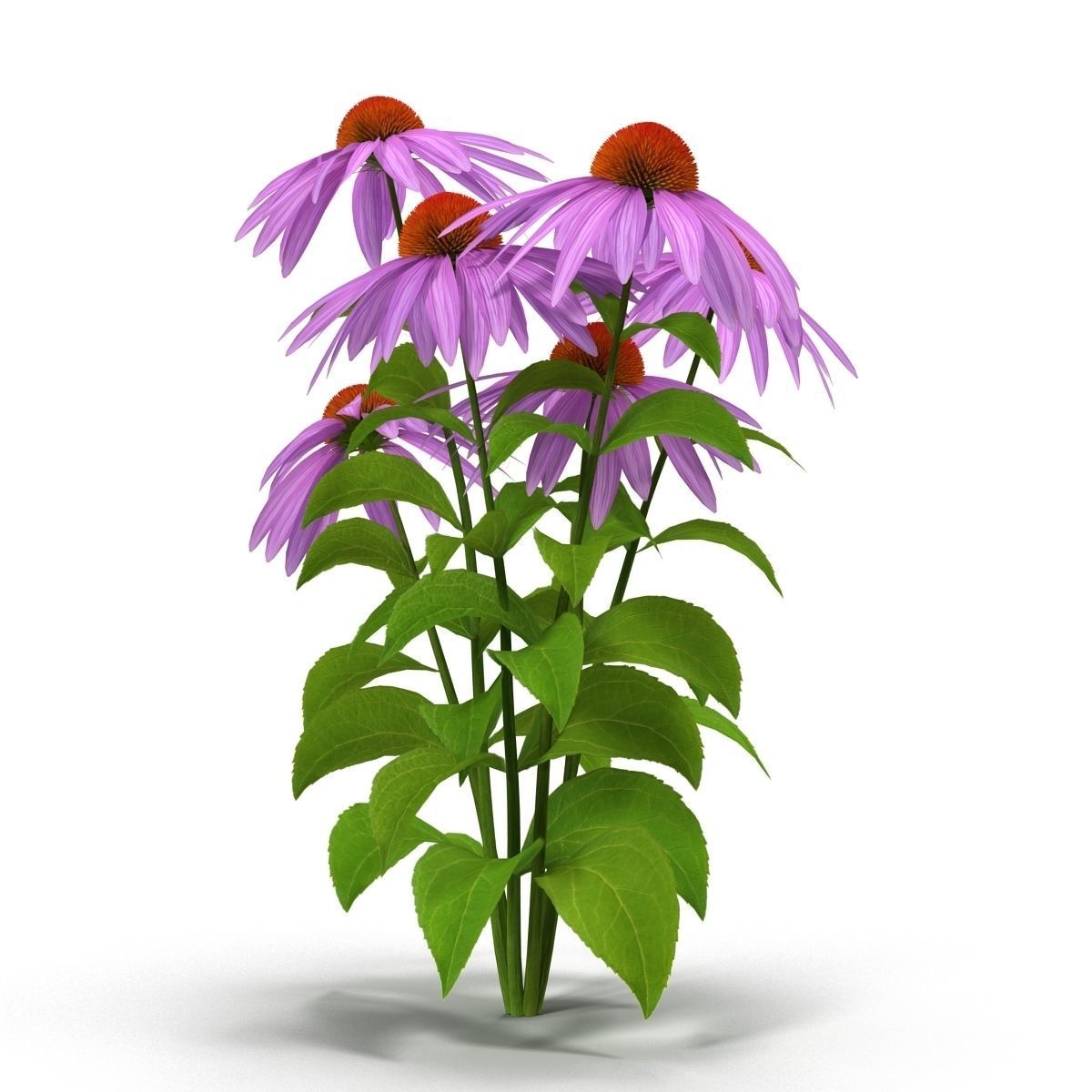 Echinacea flowers 3D model_4