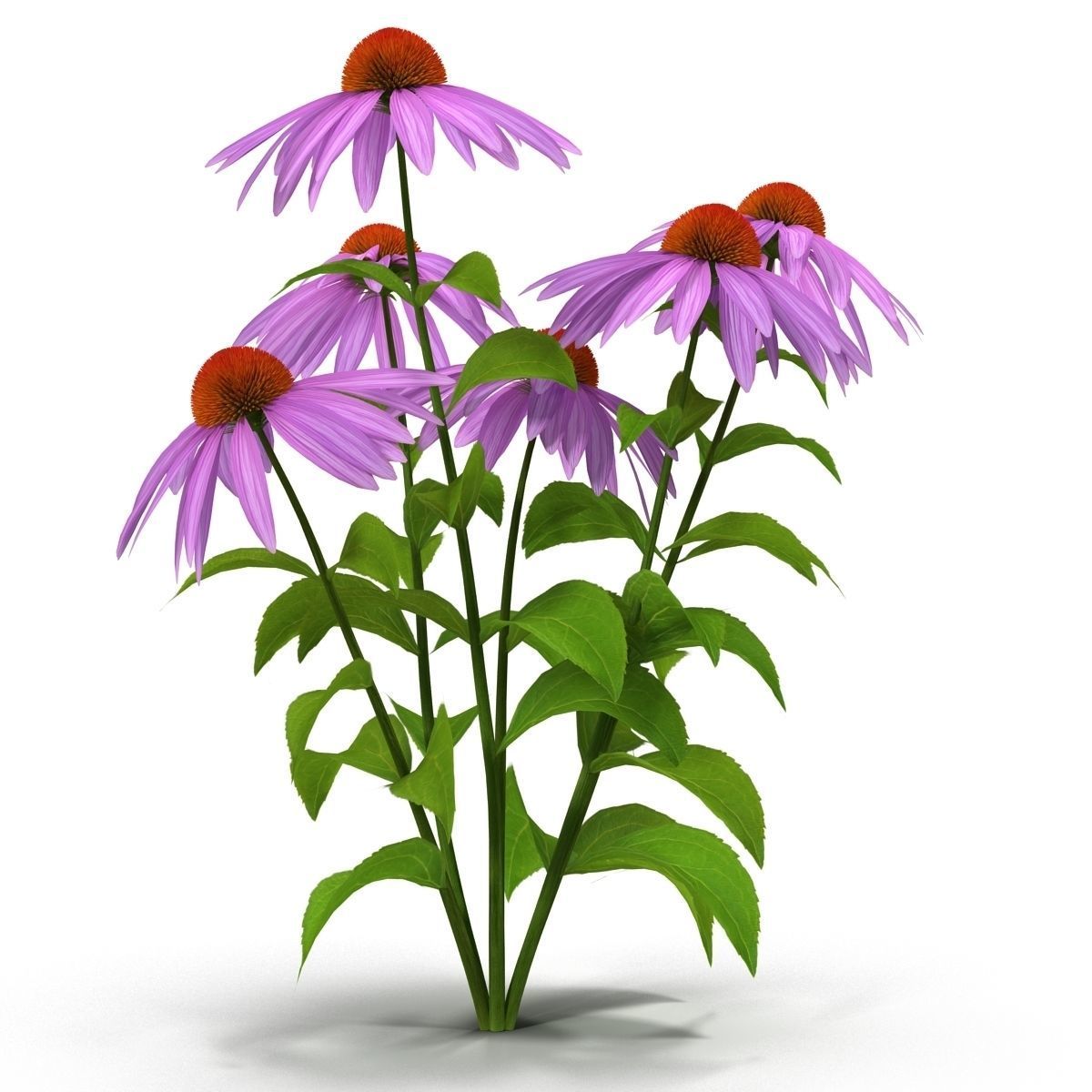 Echinacea flowers 3D model_8
