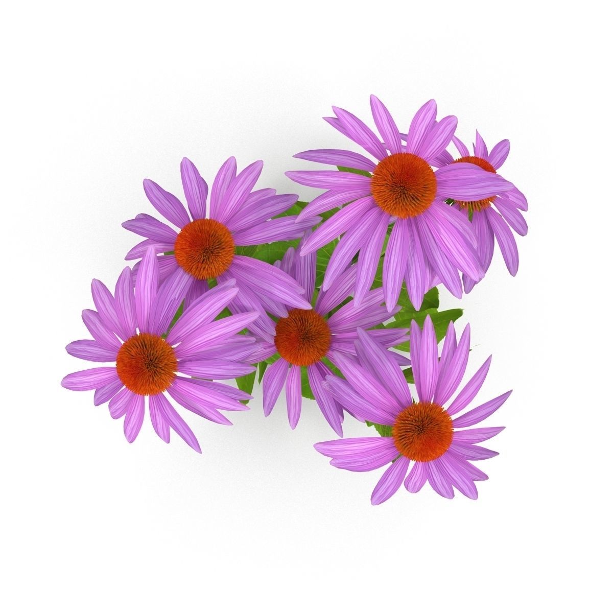 Echinacea flowers 3D model_5