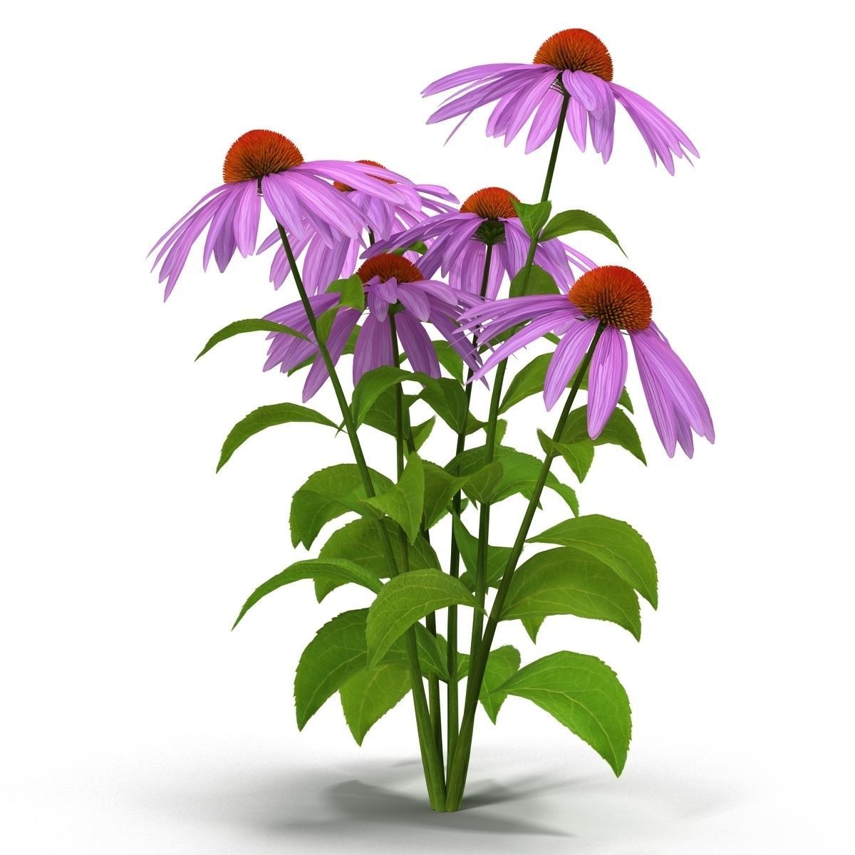 Echinacea flowers 3D model_7
