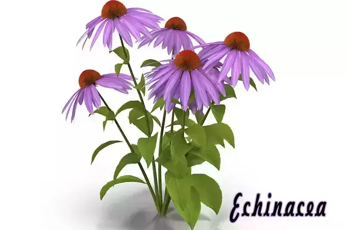 Echinacea flowers