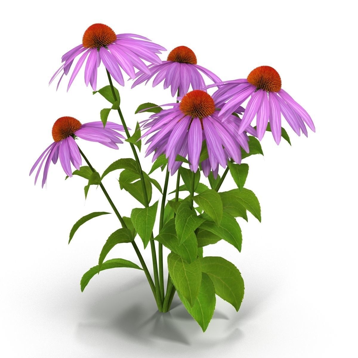 Echinacea flowers 3D model_1