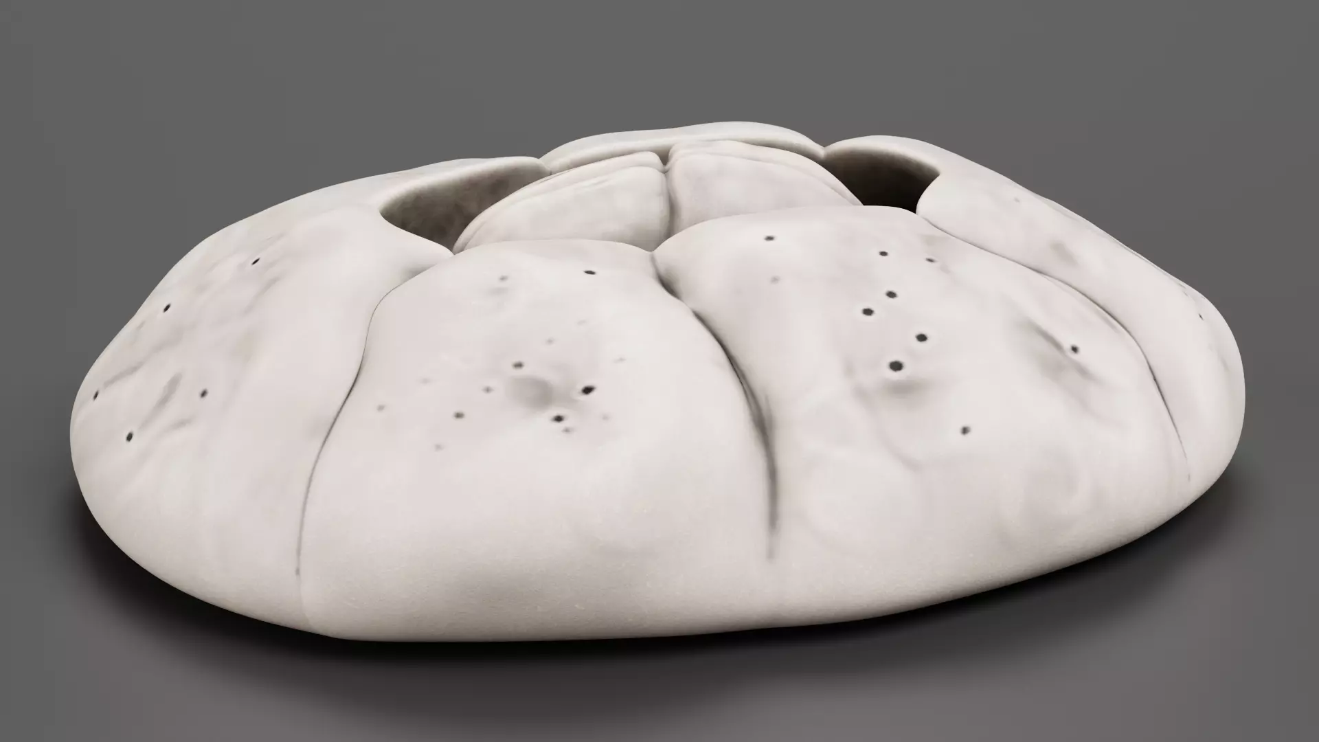 Turtle Barnacle - Chelonibia Testudinaria - Marine Low-poly 3D model_2