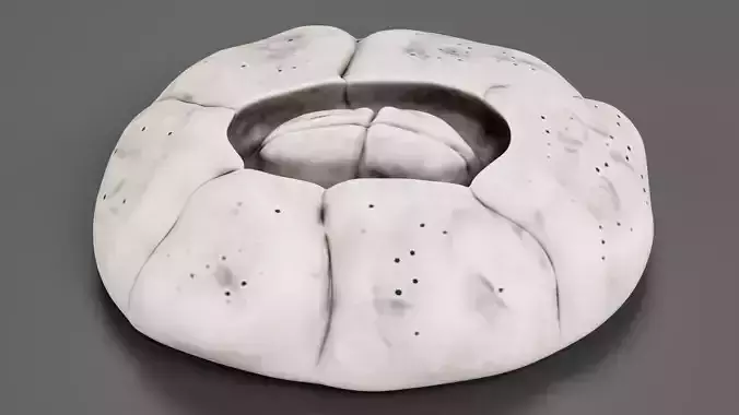 Turtle Barnacle - Chelonibia Testudinaria - Marine Low-poly 3D model Turtle Barnacle - Chelonibia Testudinaria - Marine Low-poly 3D model