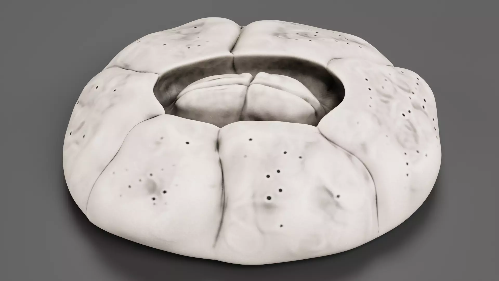 Turtle Barnacle - Chelonibia Testudinaria - Marine Low-poly 3D model_0