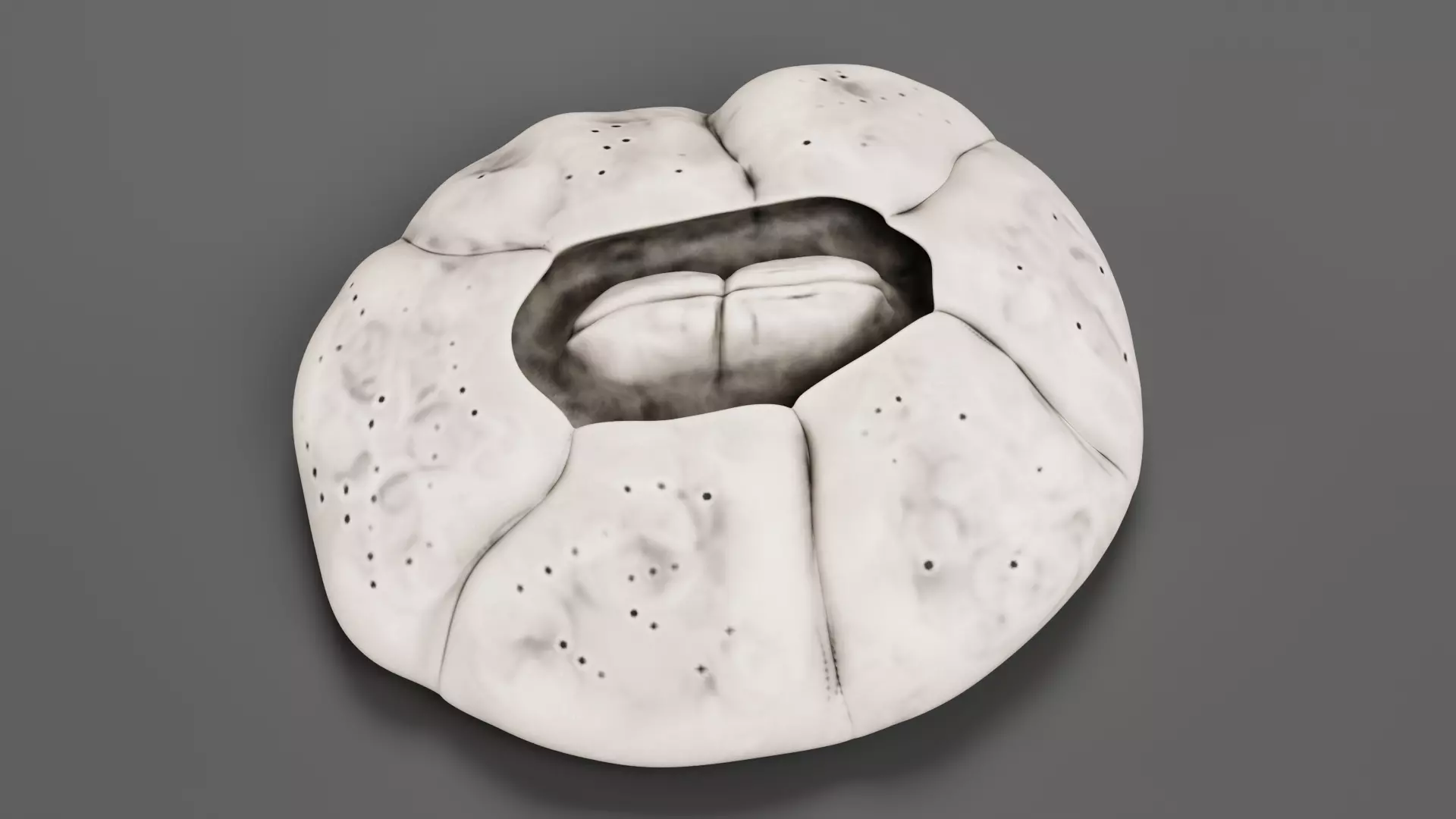 Turtle Barnacle - Chelonibia Testudinaria - Marine Low-poly 3D model_5