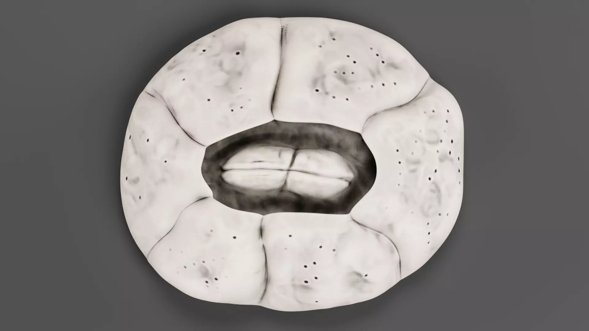 Turtle Barnacle - Chelonibia Testudinaria - Marine Low-poly 3D model_6