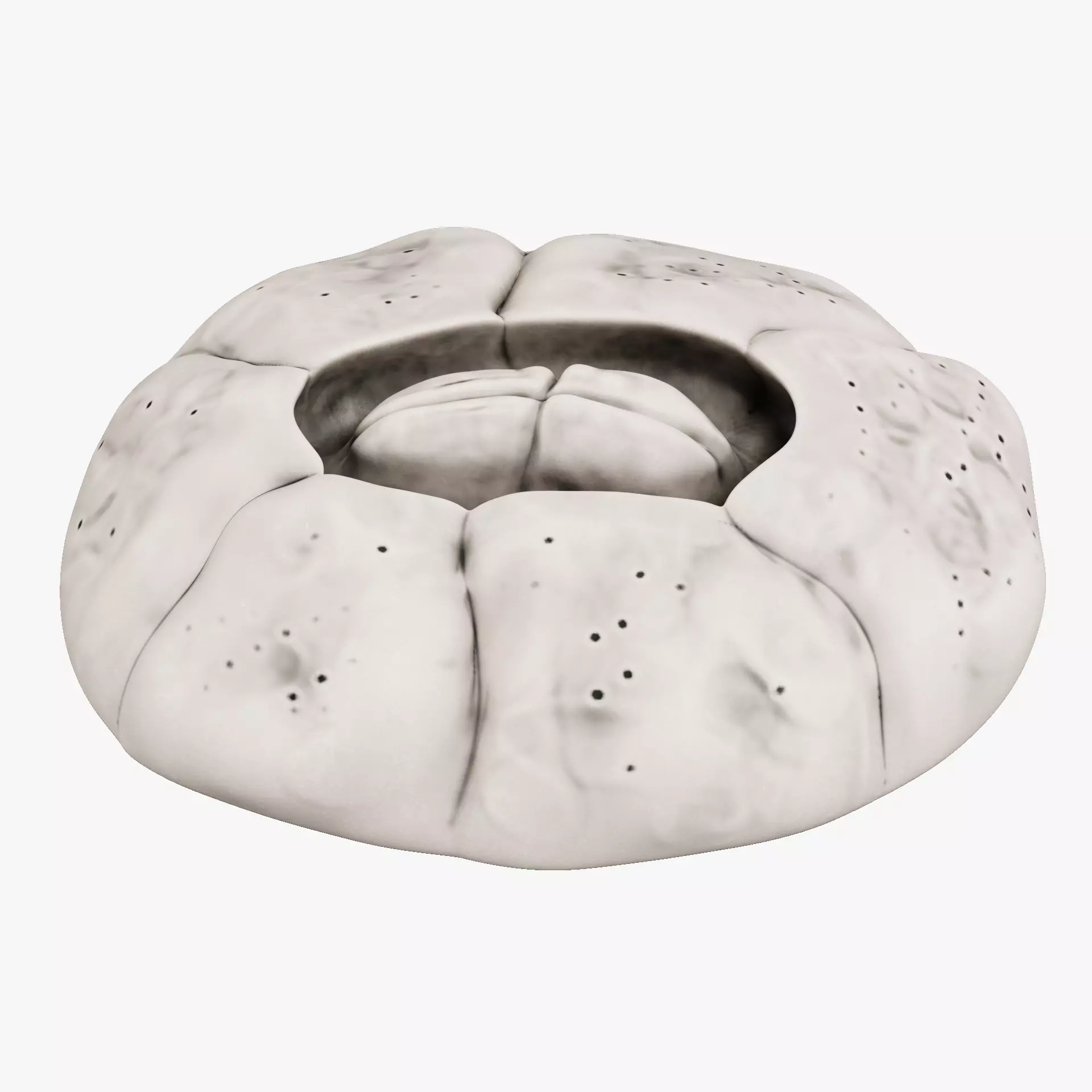 Turtle Barnacle - Chelonibia Testudinaria - Marine Low-poly 3D model_12