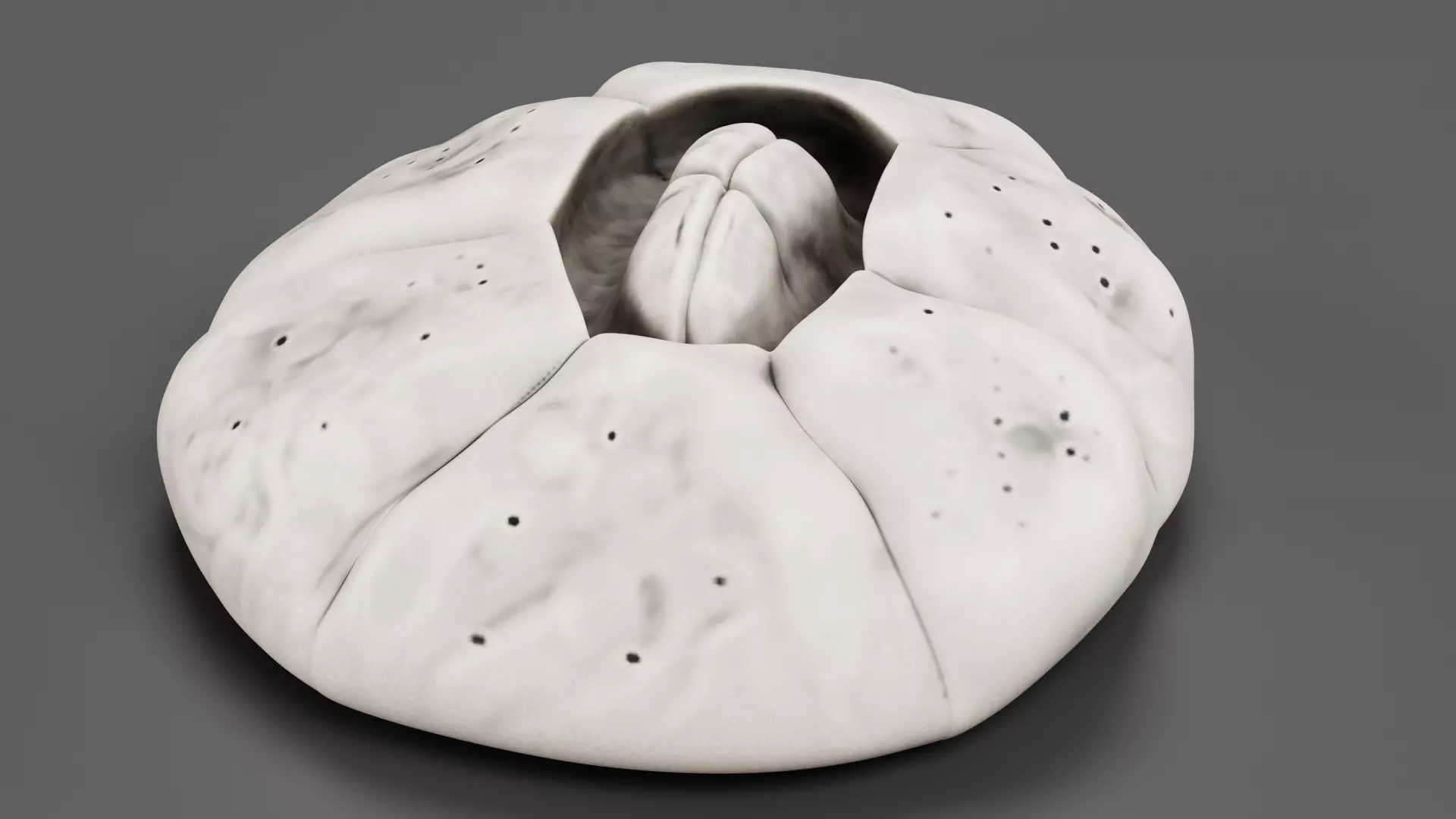 Turtle Barnacle - Chelonibia Testudinaria - Marine Low-poly 3D model_3