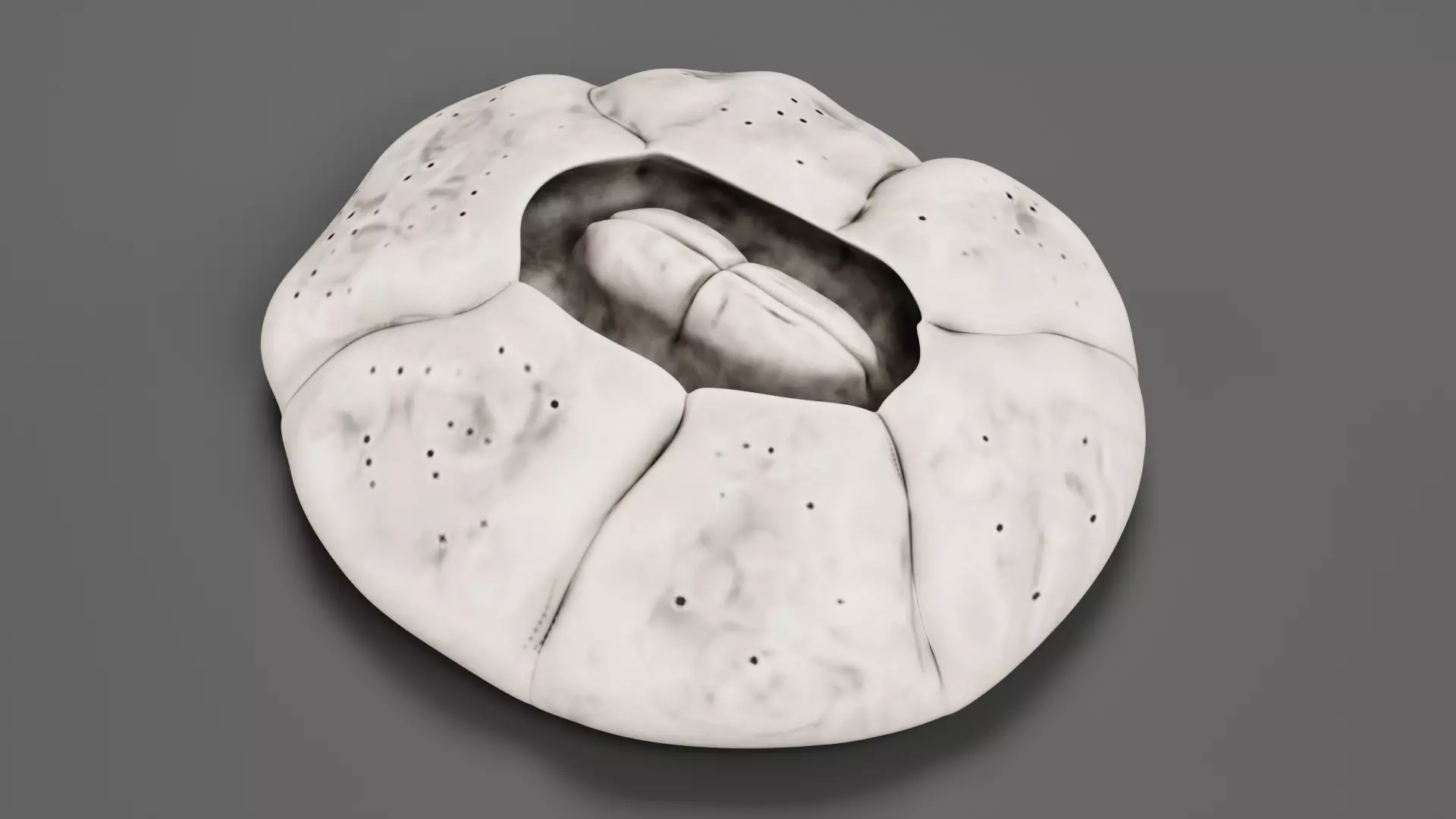 Turtle Barnacle - Chelonibia Testudinaria - Marine Low-poly 3D model_4