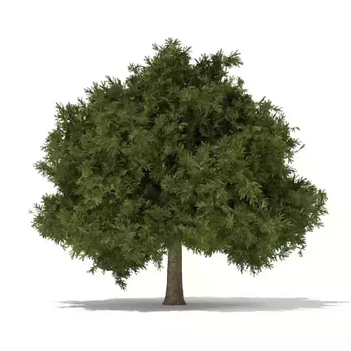 European Yew Taxus baccata 6m