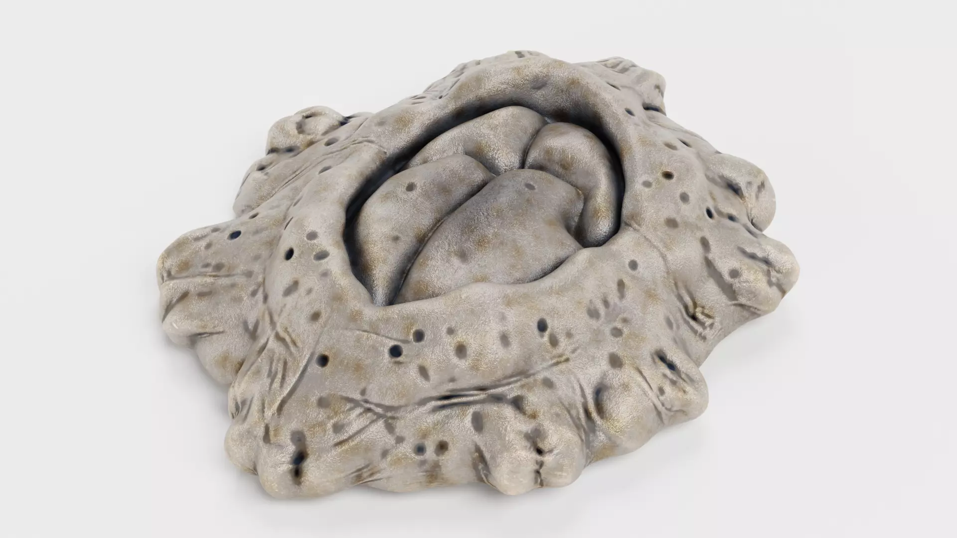Cornish Rock Barnacle - Chthamalus Stellatus - Marine Low-poly 3D model_6