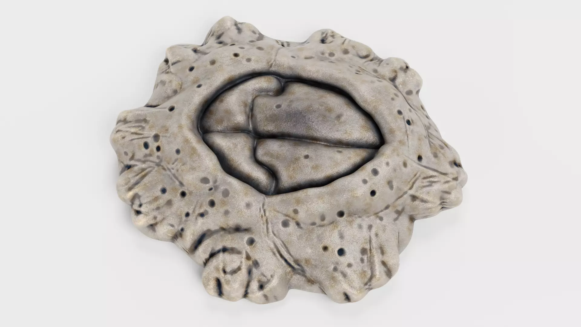 Cornish Rock Barnacle - Chthamalus Stellatus - Marine Low-poly 3D model_7