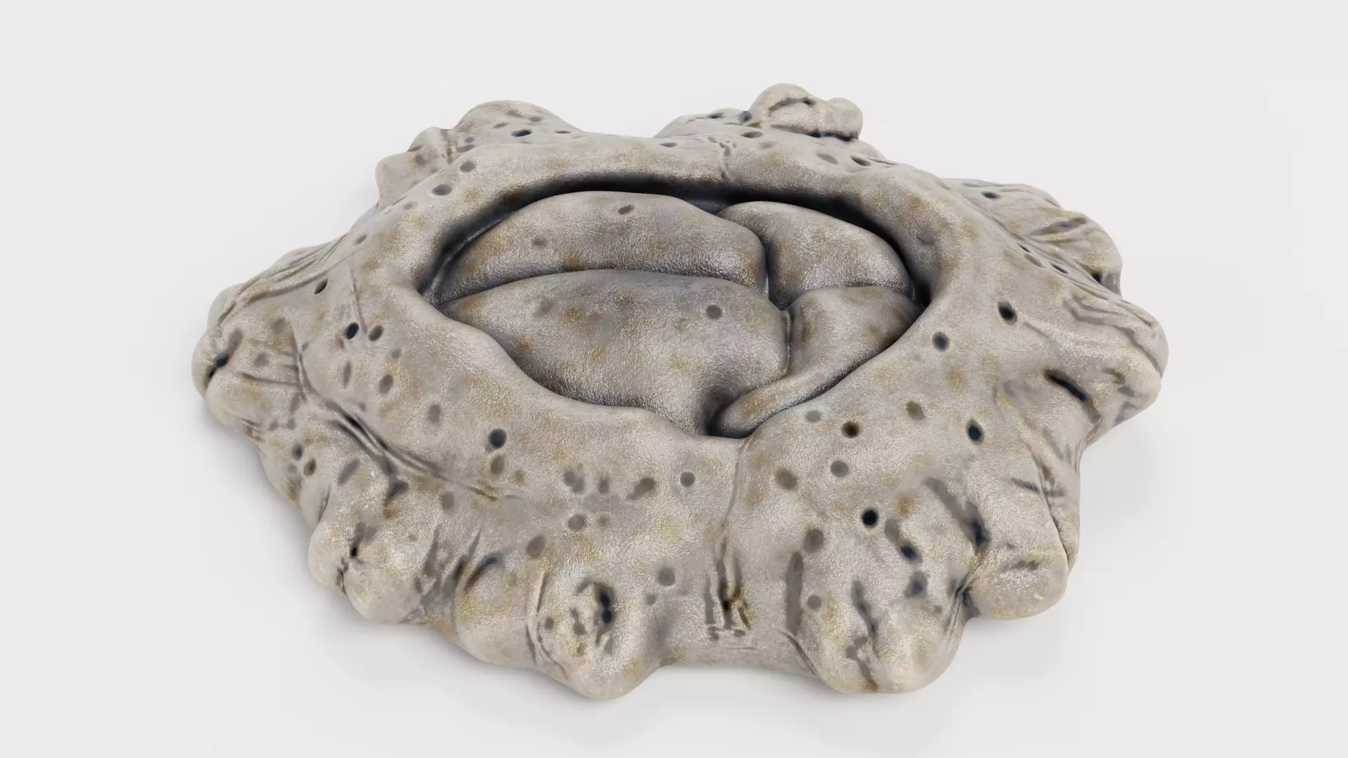 Cornish Rock Barnacle - Chthamalus Stellatus - Marine Low-poly 3D model_0