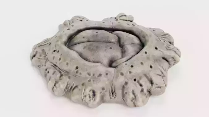 Cornish Rock Barnacle - Chthamalus Stellatus - Marine Low-poly 3D model