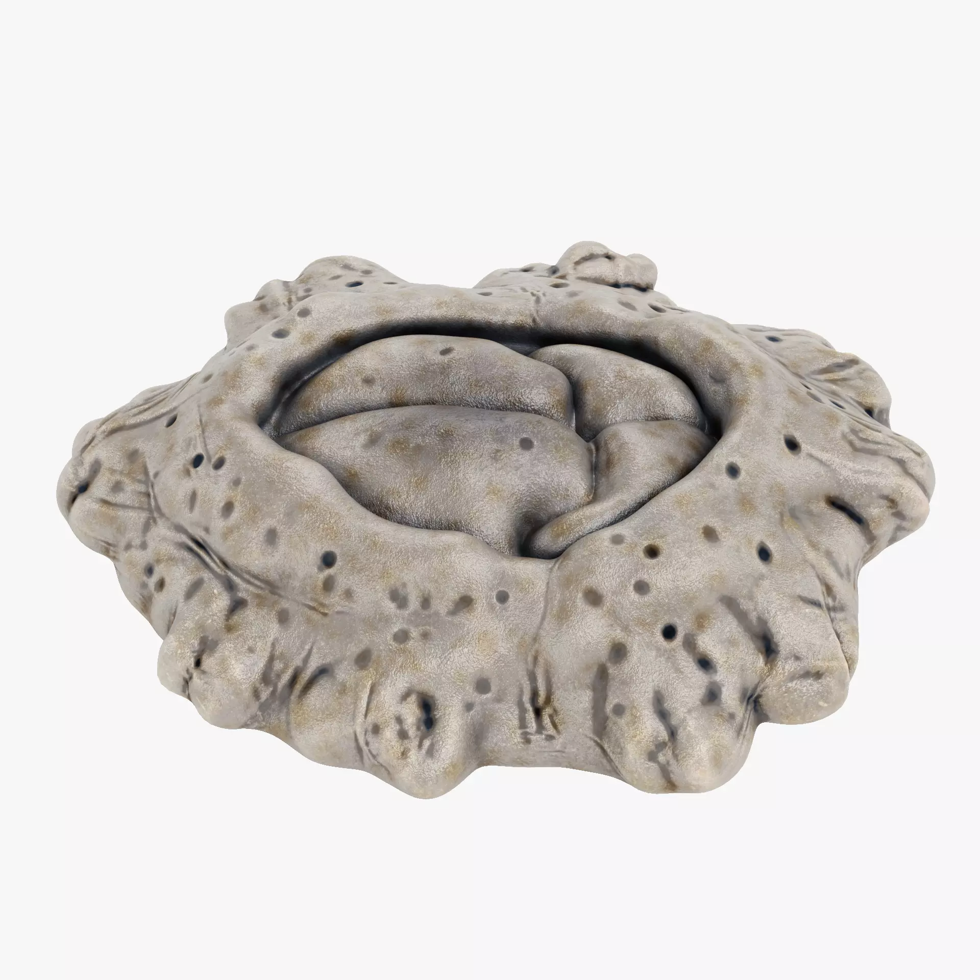 Cornish Rock Barnacle - Chthamalus Stellatus - Marine Low-poly 3D model_12