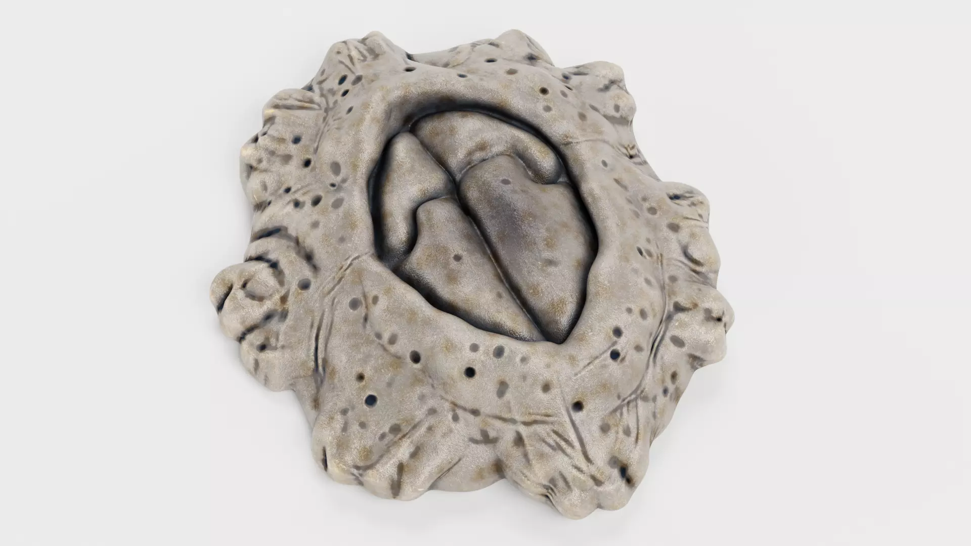 Cornish Rock Barnacle - Chthamalus Stellatus - Marine Low-poly 3D model_3