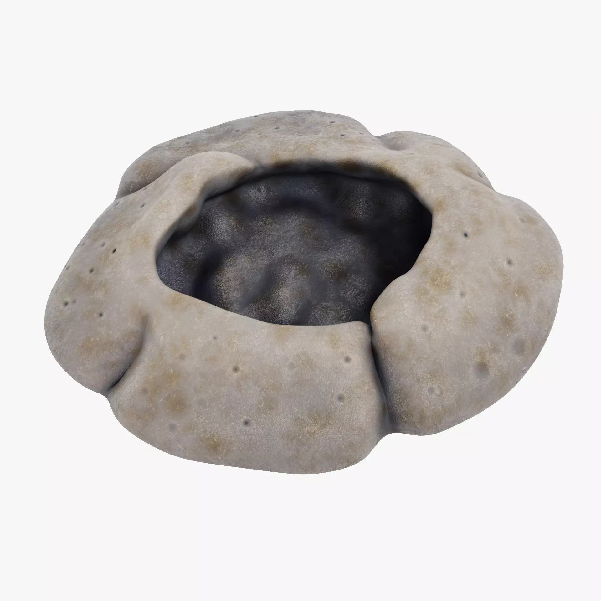 Rock Barnacle Empty - Chthamalus Stellatus - Marine Low-poly 3D model_12