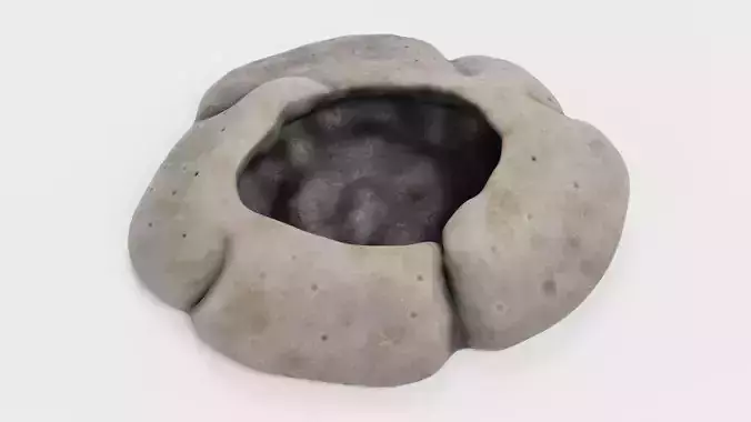 Rock Barnacle Empty - Chthamalus Stellatus - Marine Low-poly 3D model Rock Barnacle Empty - Chthamalus Stellatus - Marine Low-poly 3D model