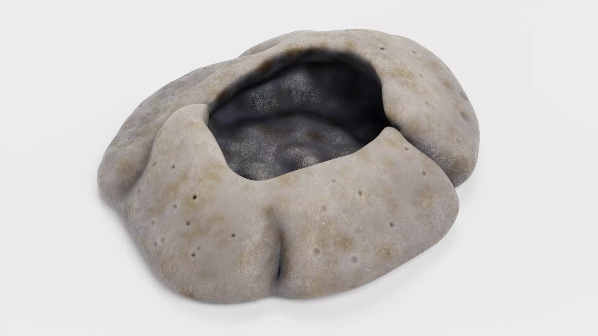 Rock Barnacle Empty - Chthamalus Stellatus - Marine Low-poly 3D model_4