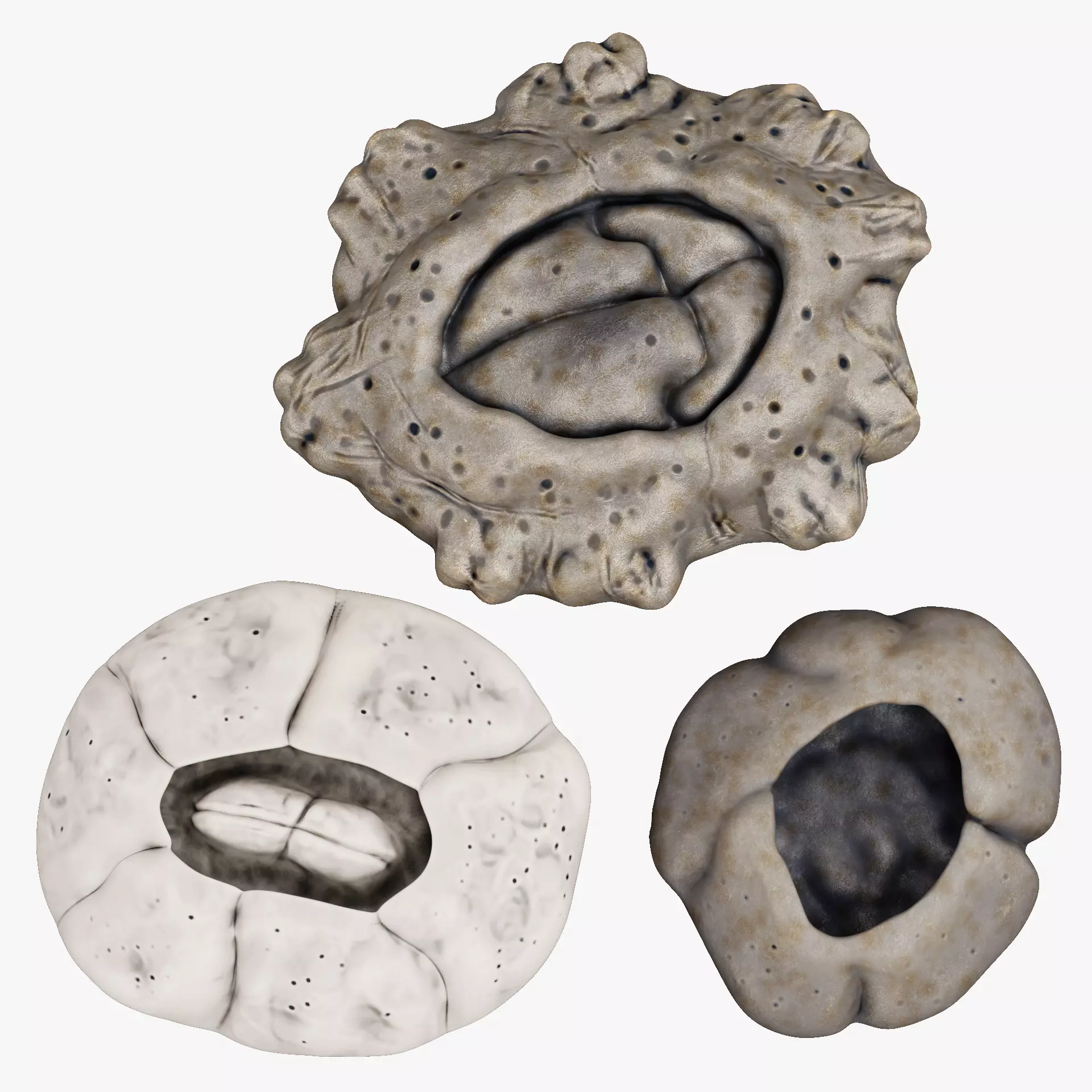 Barnacles - Turtle and Cornish Marine Crustaceans 3D Model Collection_0