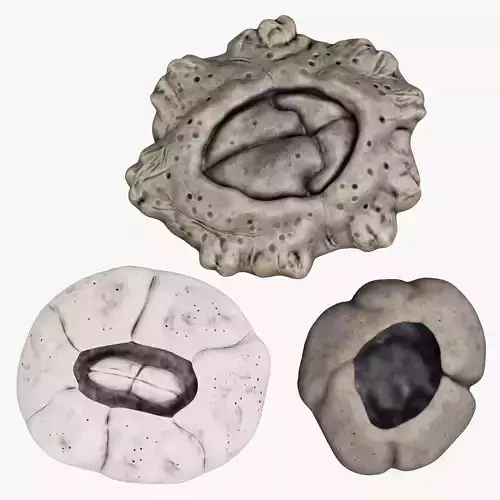 Barnacles - Turtle and Cornish Marine Crustaceans 3D Model Collection