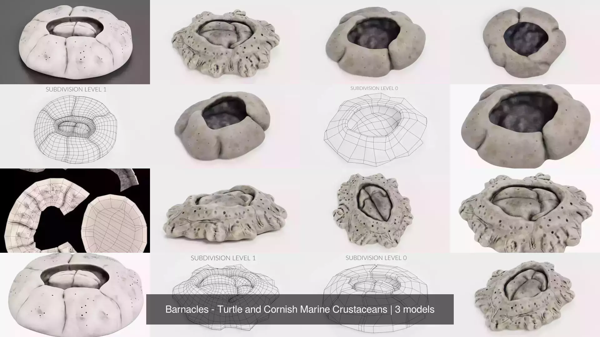 Barnacles - Turtle and Cornish Marine Crustaceans 3D Model Collection_2