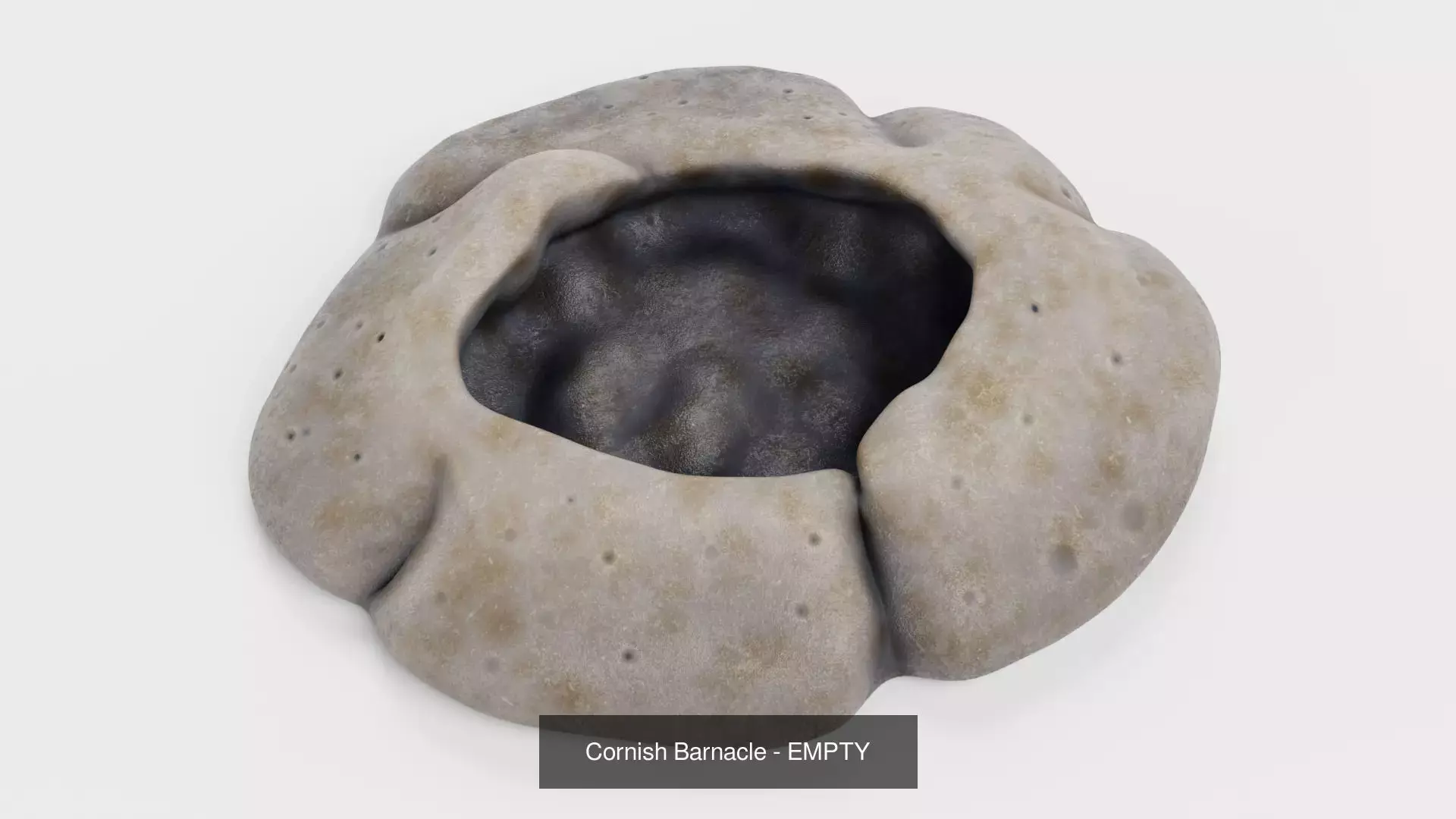 Barnacles - Turtle and Cornish Marine Crustaceans 3D Model Collection_5